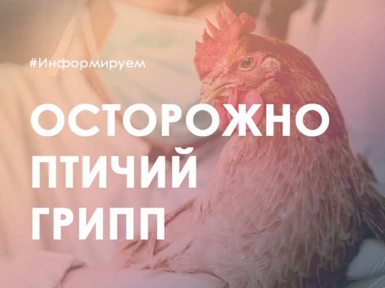 Внимание! Угроза занесения в область гриппа птиц. Внимание! Угроза занесения в область гриппа птиц.