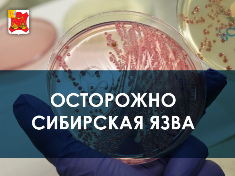Осторожно "Сибирская язва". Осторожно "Сибирская язва".